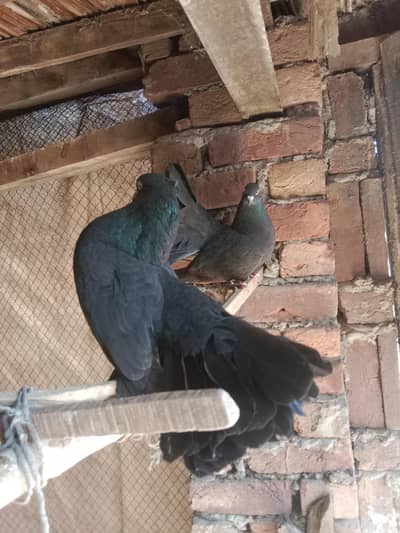 Black Lucky pigeon