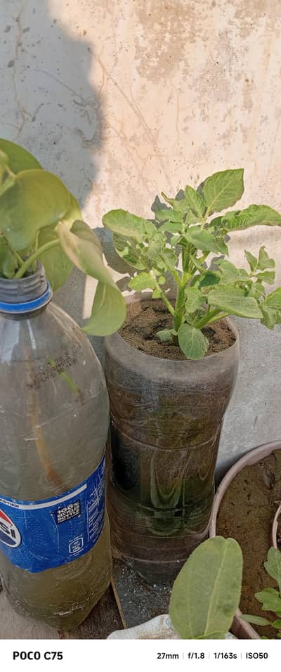 Birds Cage for sell 5000