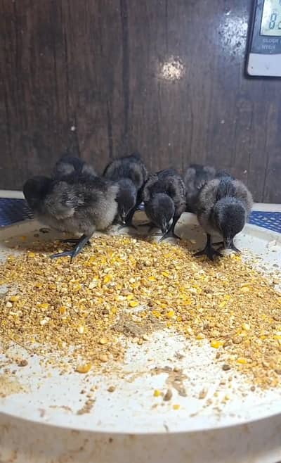 Ayam cemani chicks available