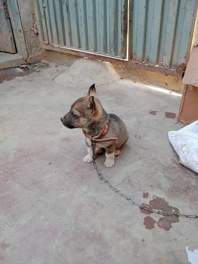 German shepherd puppie for sale