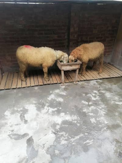 Goat |chhatre | sheep | Breader | | بکری  | bakri for sale.