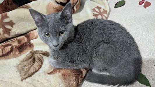 Russian Blue