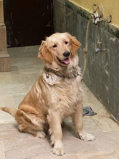 pedigree breeder female