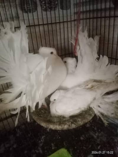 fancy lakay pure white03080142891