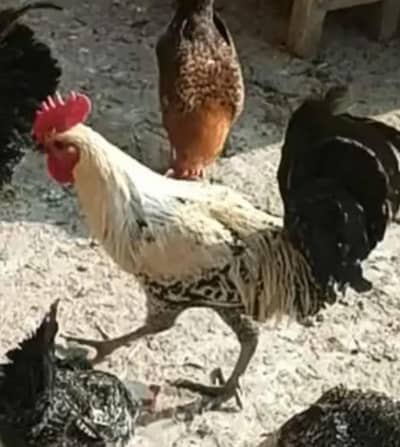 Pure Egyptian Fayoumi Male