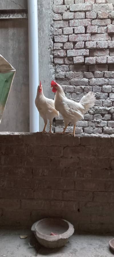 Murga/Desi Murga/White Murga/Cock/murga/desi 0322-8611001