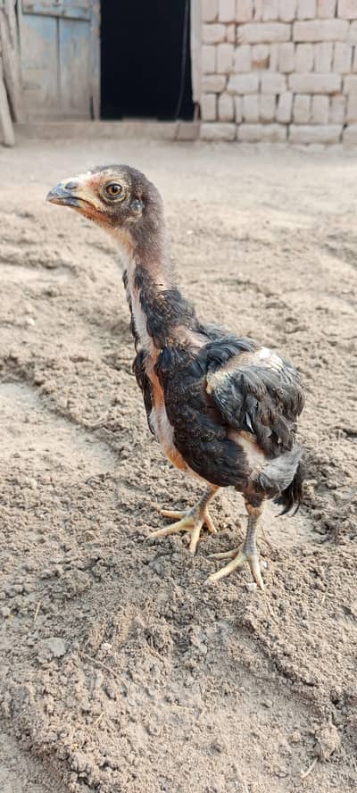 Thai+mianwali_amroha