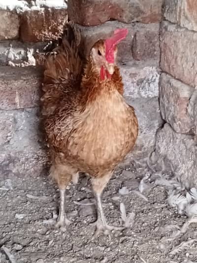 Desi Murgi for sale activ