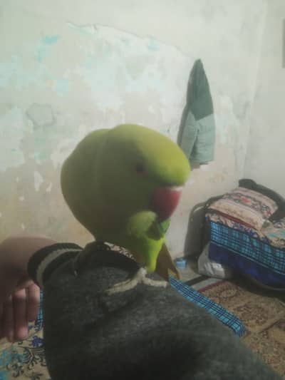 Green parrot tame