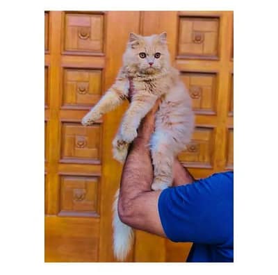 cash on delivery himalayan British kitten cat home delivery available