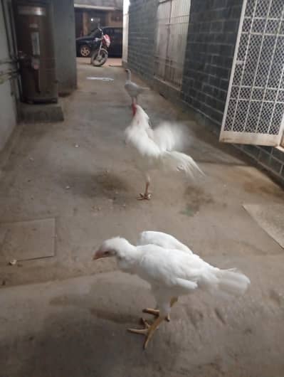 Top Quality Qandhari Trio