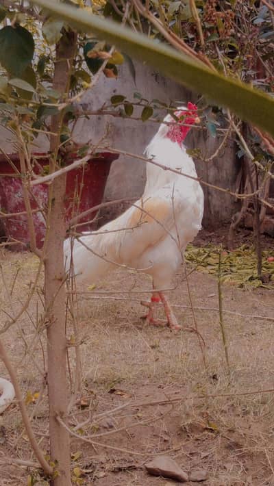 Aseel heera for sale