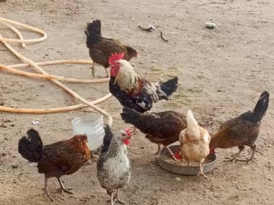 1 murgaa aur 7 murgiyaan for sale