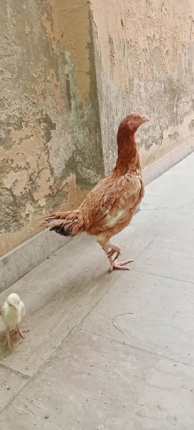 Aseel murgi for sale/ hen/ mianwali female