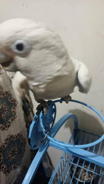 cockatoo