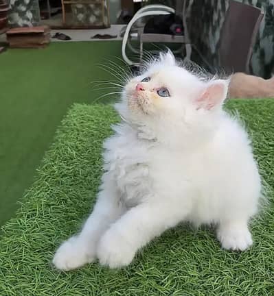 Persian female kitten for sale. my WhatsApp number 0320*24-100*47