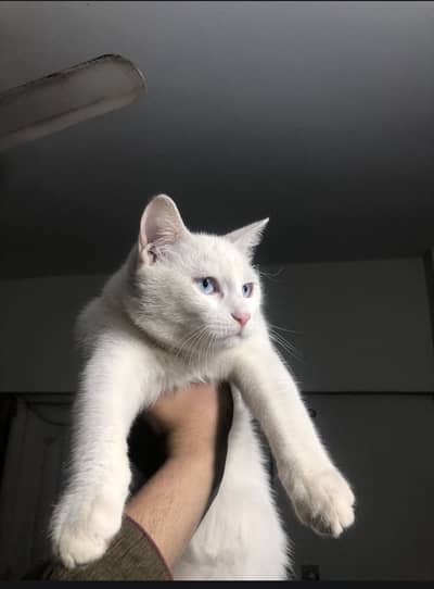 Persian and turkish angola cross single coat blue cat for free