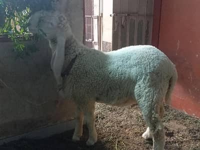 top quality larkana males available