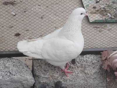 Fancy pigeon kabootar birds available