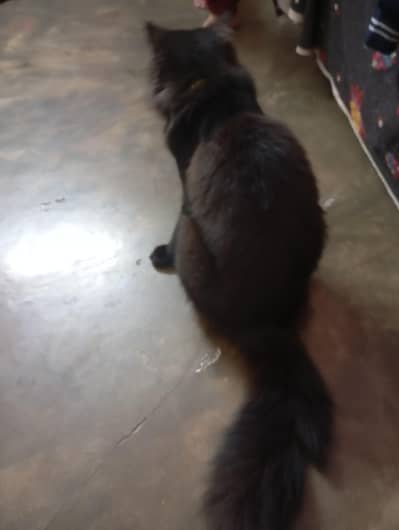 male cat urgently for sell.