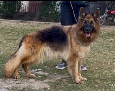 long coat female available near to heat