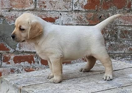 Purebreed Labrador Retriever Puppy