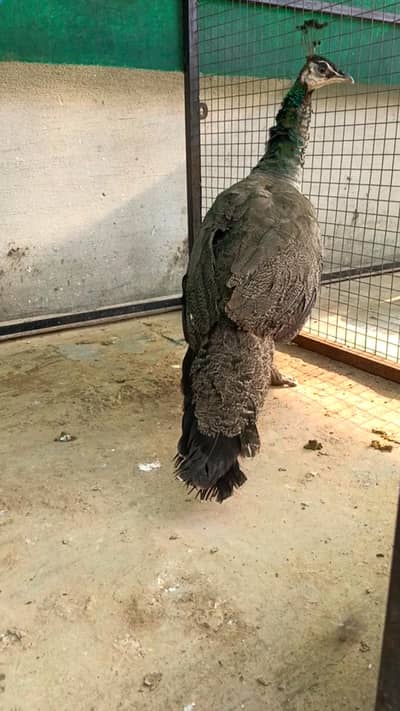 Blue shoulder breeder female