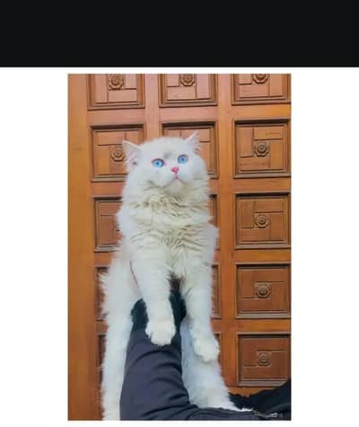 cash on delivery himalayan British kitten cat home delivery available