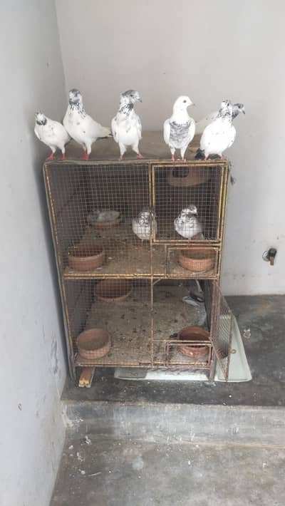 Breader pairs 800 per pigeon