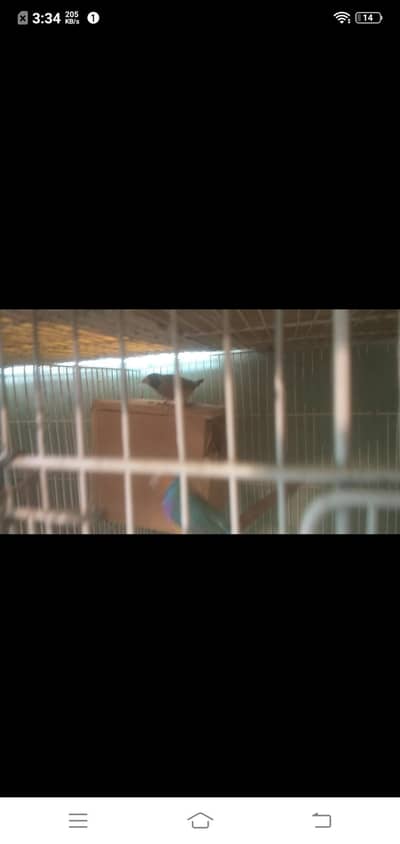 Goldian ka pair hay achay size may