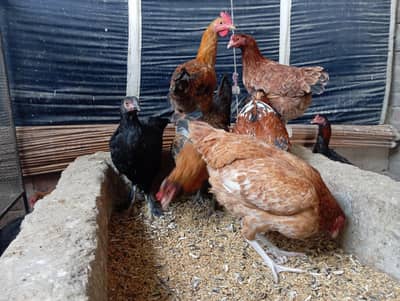 Egg laying Aseel cross Desi