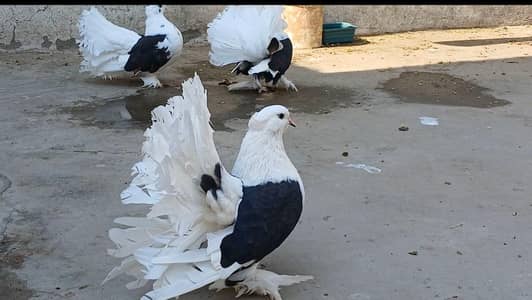 American Fantail Black Saddle 5 Females 1 Male