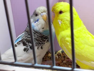 Top Quality Bloodline Exhibition Pair Available