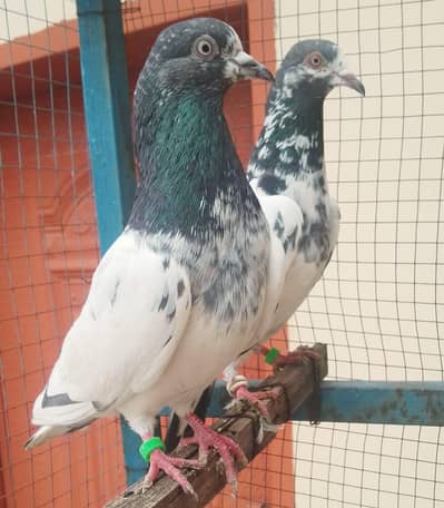 Taddy Pair For Sale. . 0.3. 00.97. 073.46