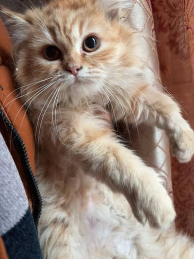 White persian kitten | ginger | tripple coated | blue eyes kittens