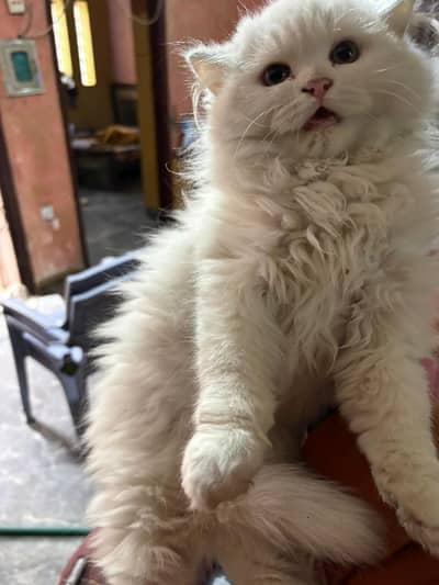 White persian kitten | ginger | tripple coated | blue eyes kittens