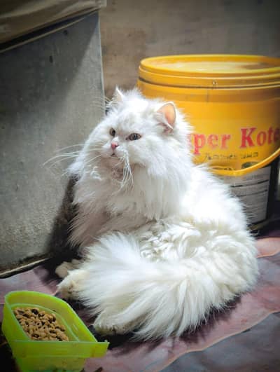 Persian extreme punch face male cat