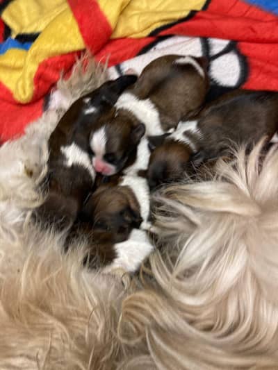 shitzuu pup male female available