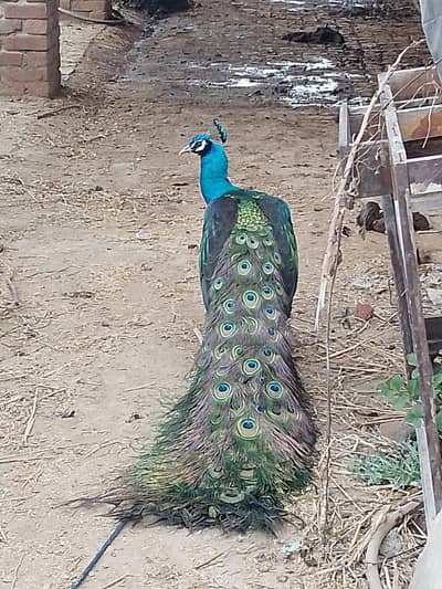 Male Peacock for sale