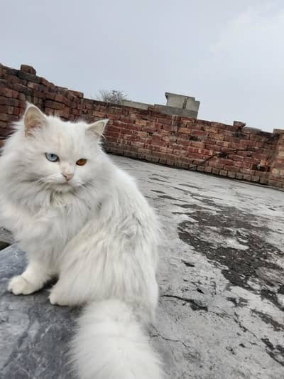Adorable Persian Cat Available 
