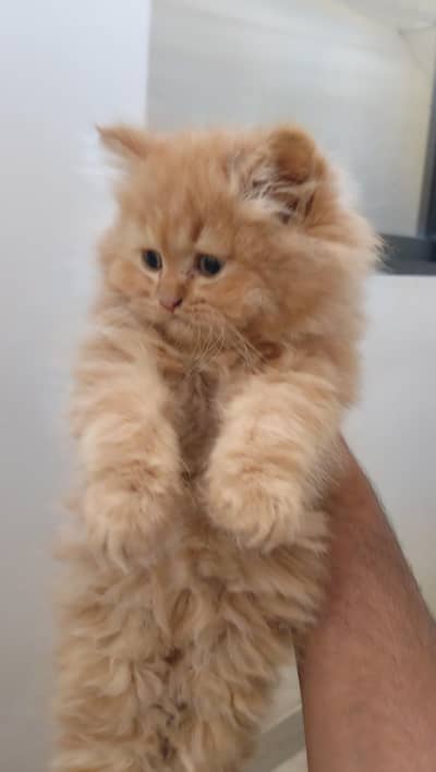 BEAUTIFUL PERSIAN MALE KITTEN FOR SALE - 2 MONTHS OLD