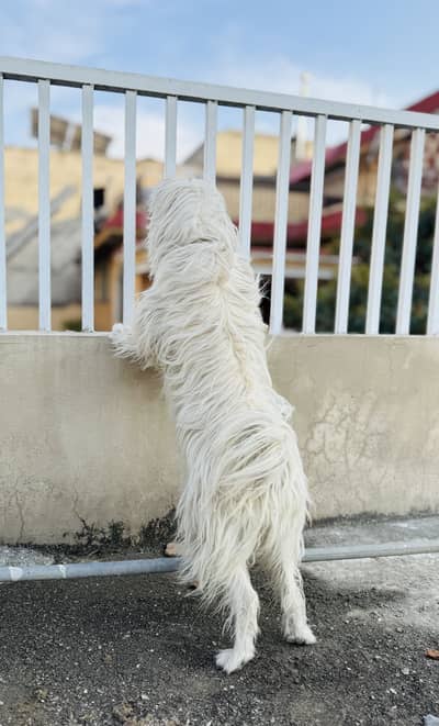 Beautiful poodle female very energetic and friendly