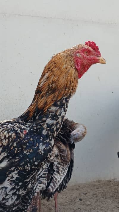 Aseel Fertile Eggs + Turkey eggs