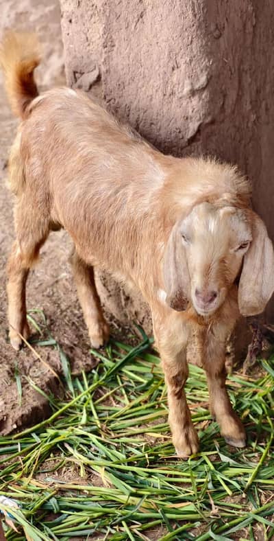 Mashallah khobsorat Bakra final price 45000