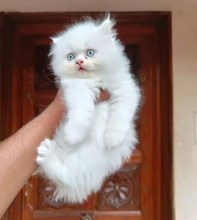 Persian female kitten for sale. my WhatsApp number 0320*24-100*47