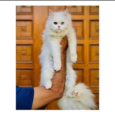 cash on delivery himalayan British kitten cat home delivery available