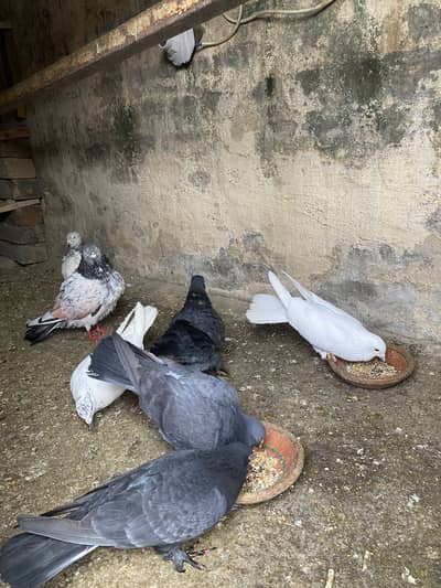 Fancy and aseel pegions