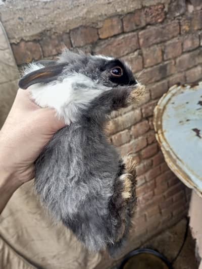 double Coat rabbit babies