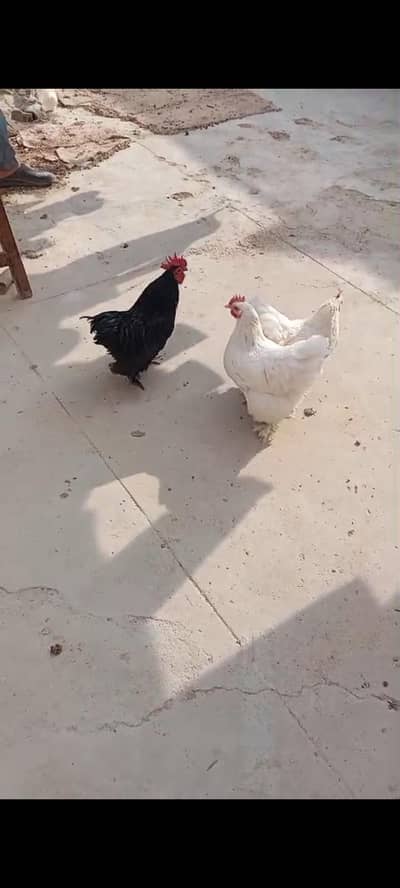 one black bantum and two white.