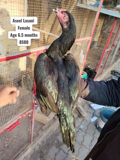 Mianwali Aseel | Aseel Lasani | Aseel | Muskha | Peela |  Hen | Patha